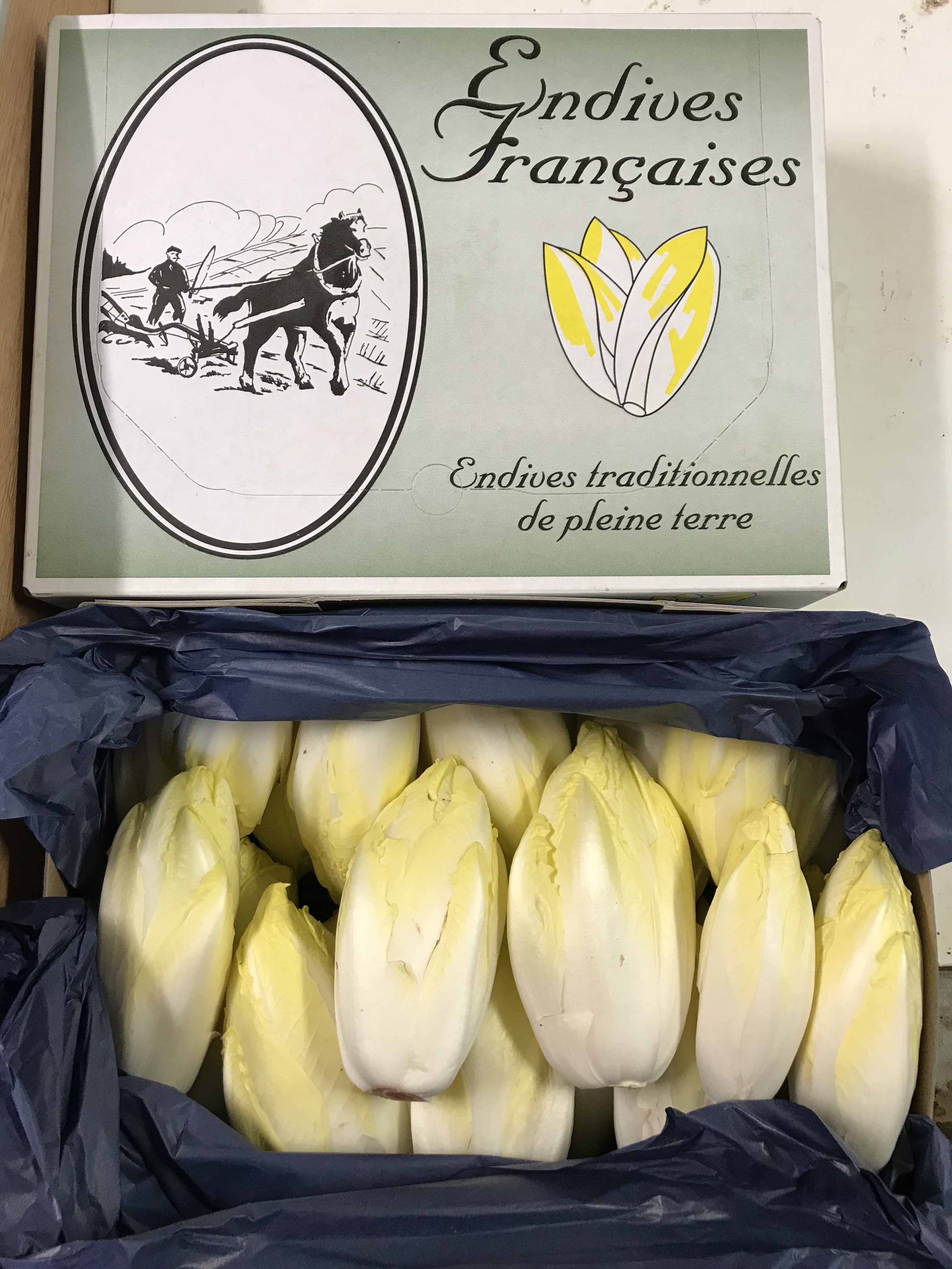 Endives de terre