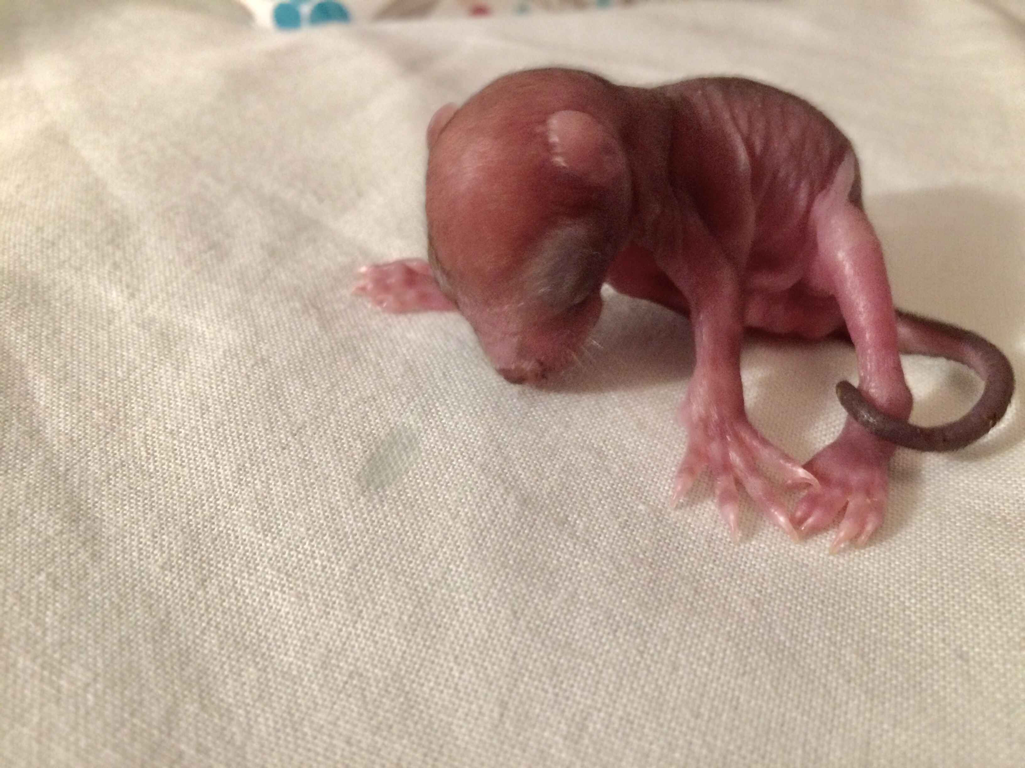 L'année commence pour le centre de soins