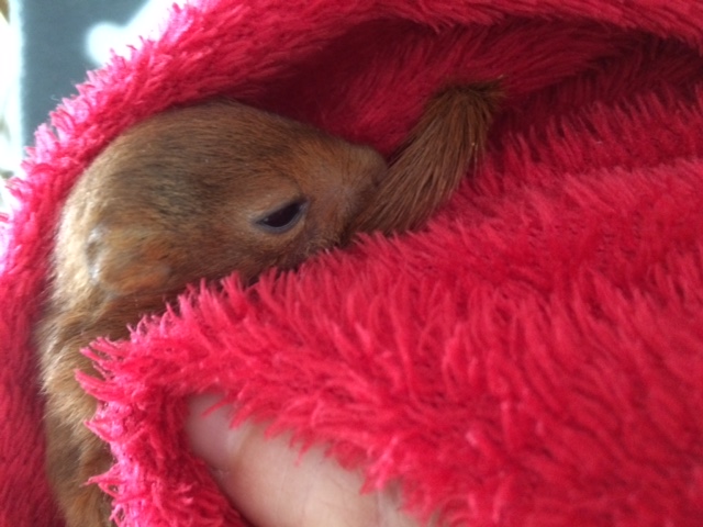 Quelques nouvelles du Refuge