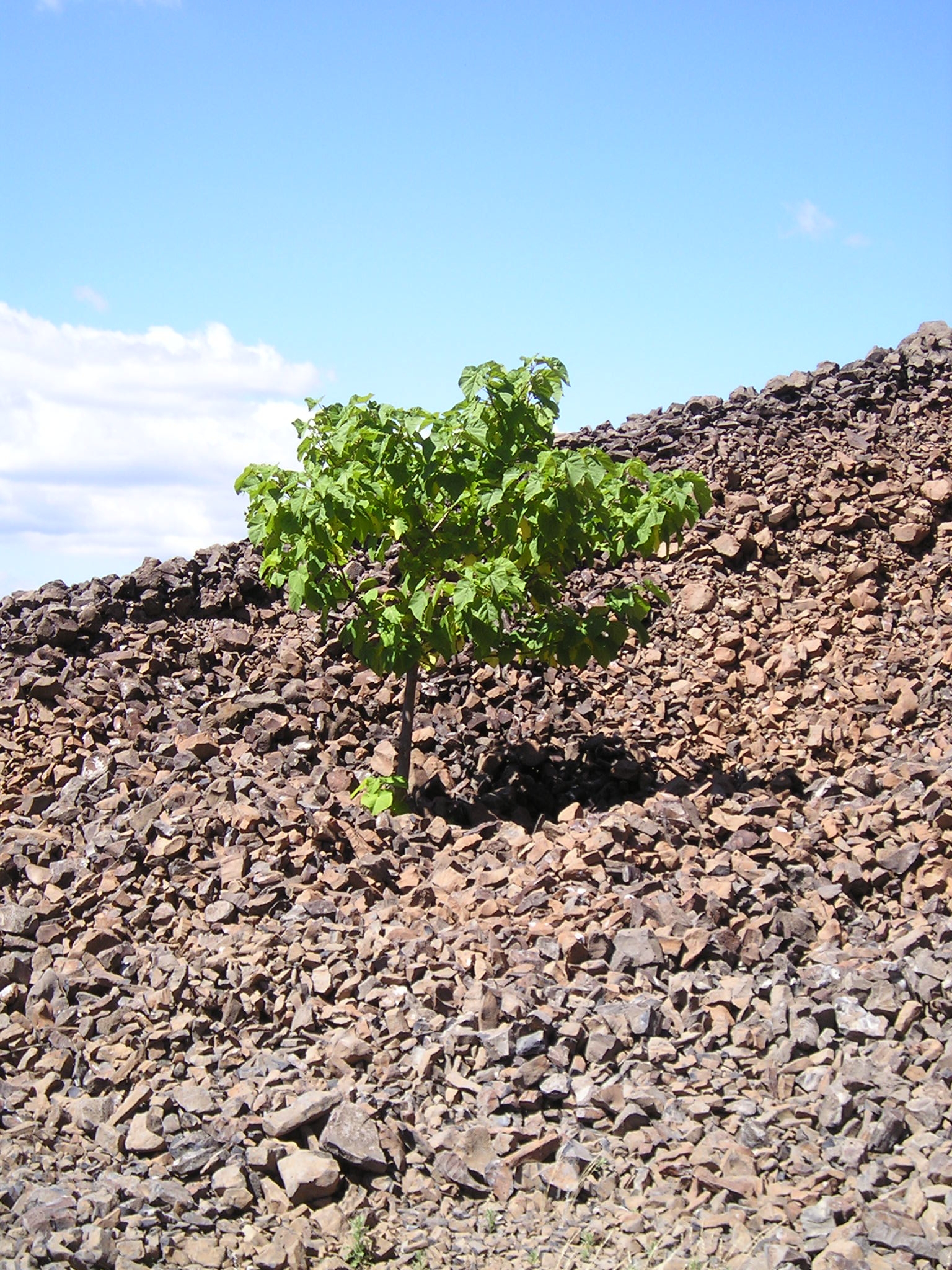 Sur les pentes du chirouse 