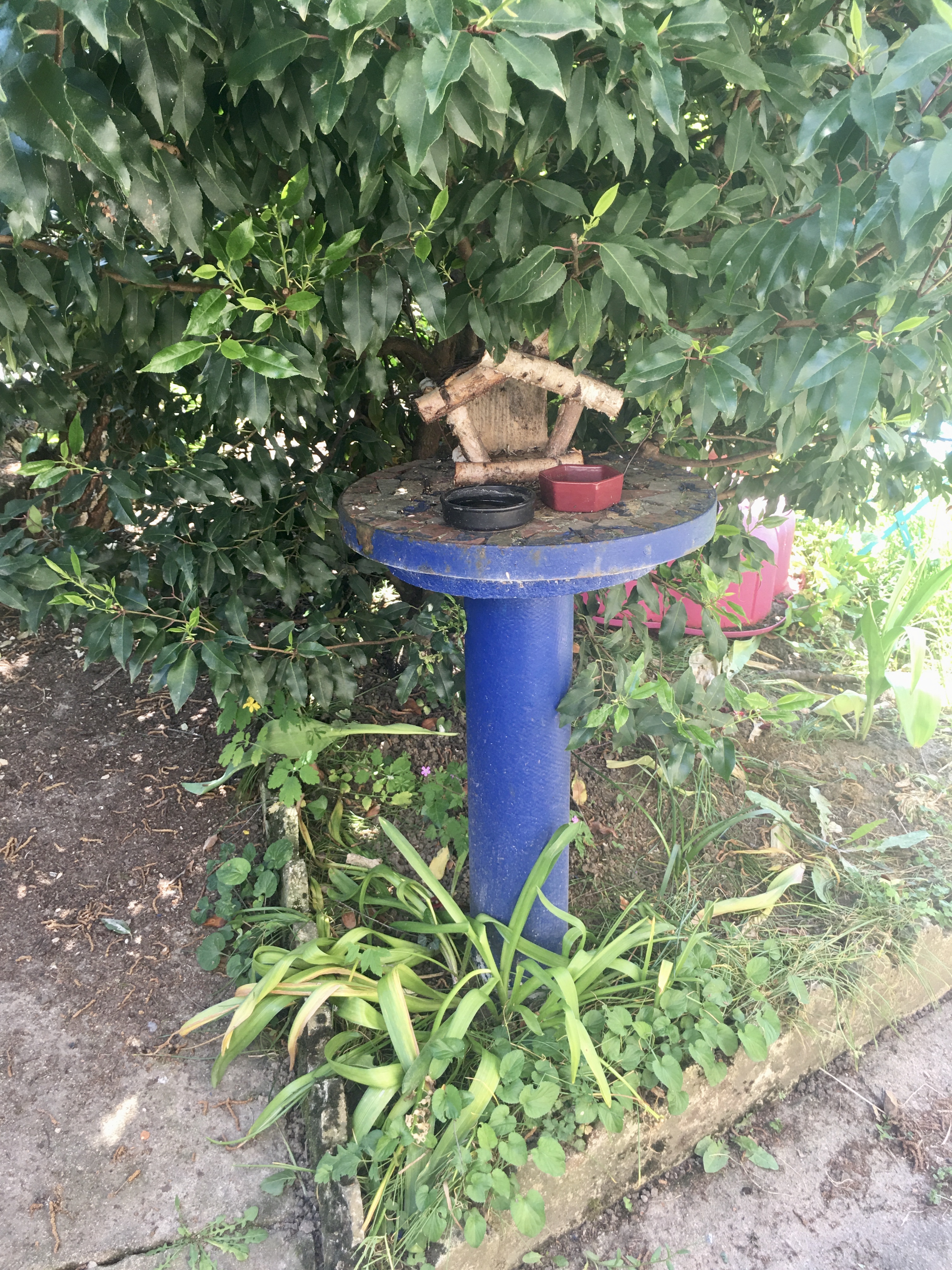 Le Chant des Oiseaux ...