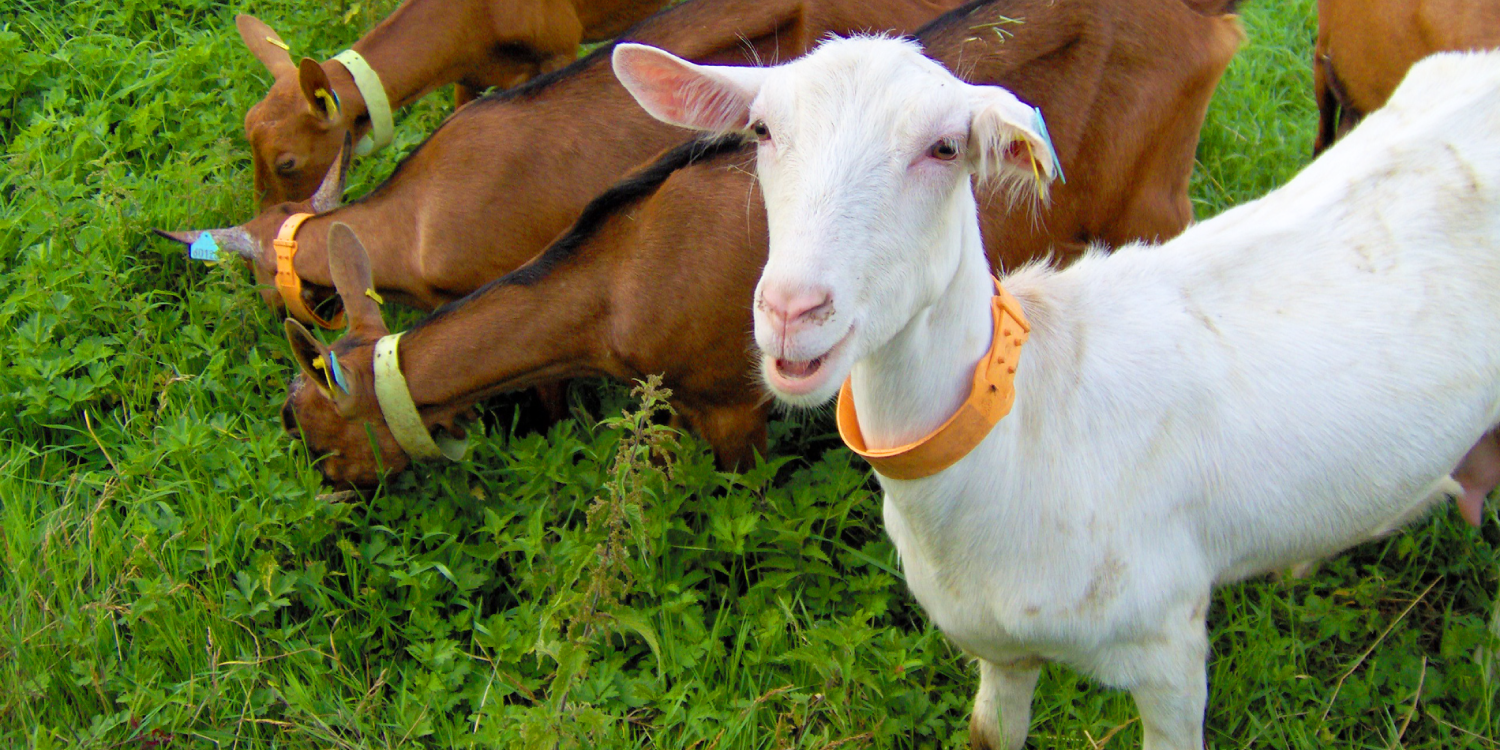 Vignettes-vivre-a-lye