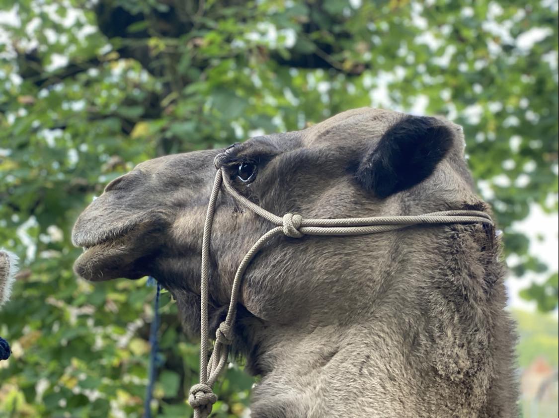 Repas-le-jardin-d-Helene-20-