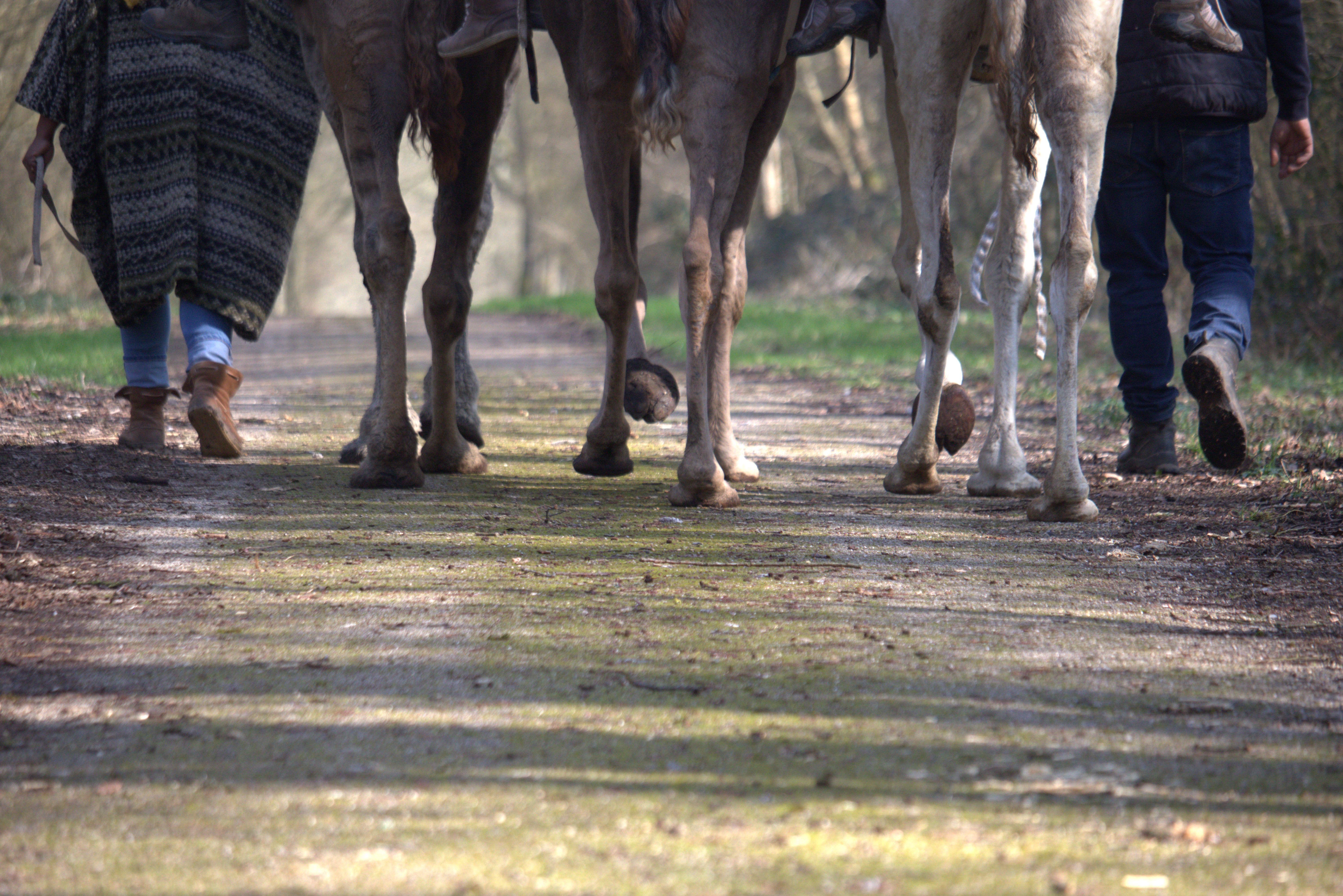Meharee-Jardins-d-Helene-a-Proisy-thierache-et-les-dromadaires-de-Picardie-2024