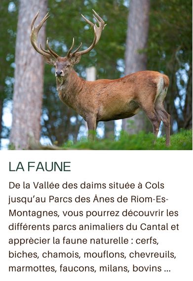 Faune