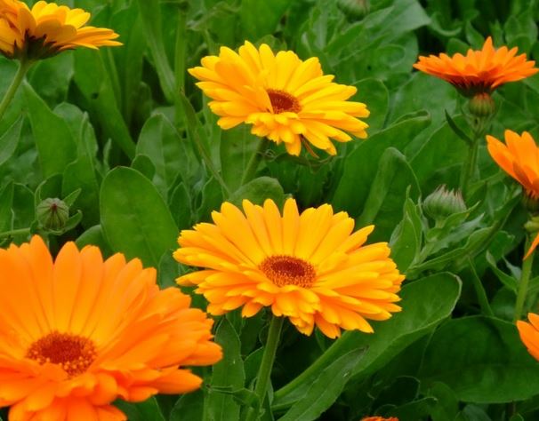 Calendulag