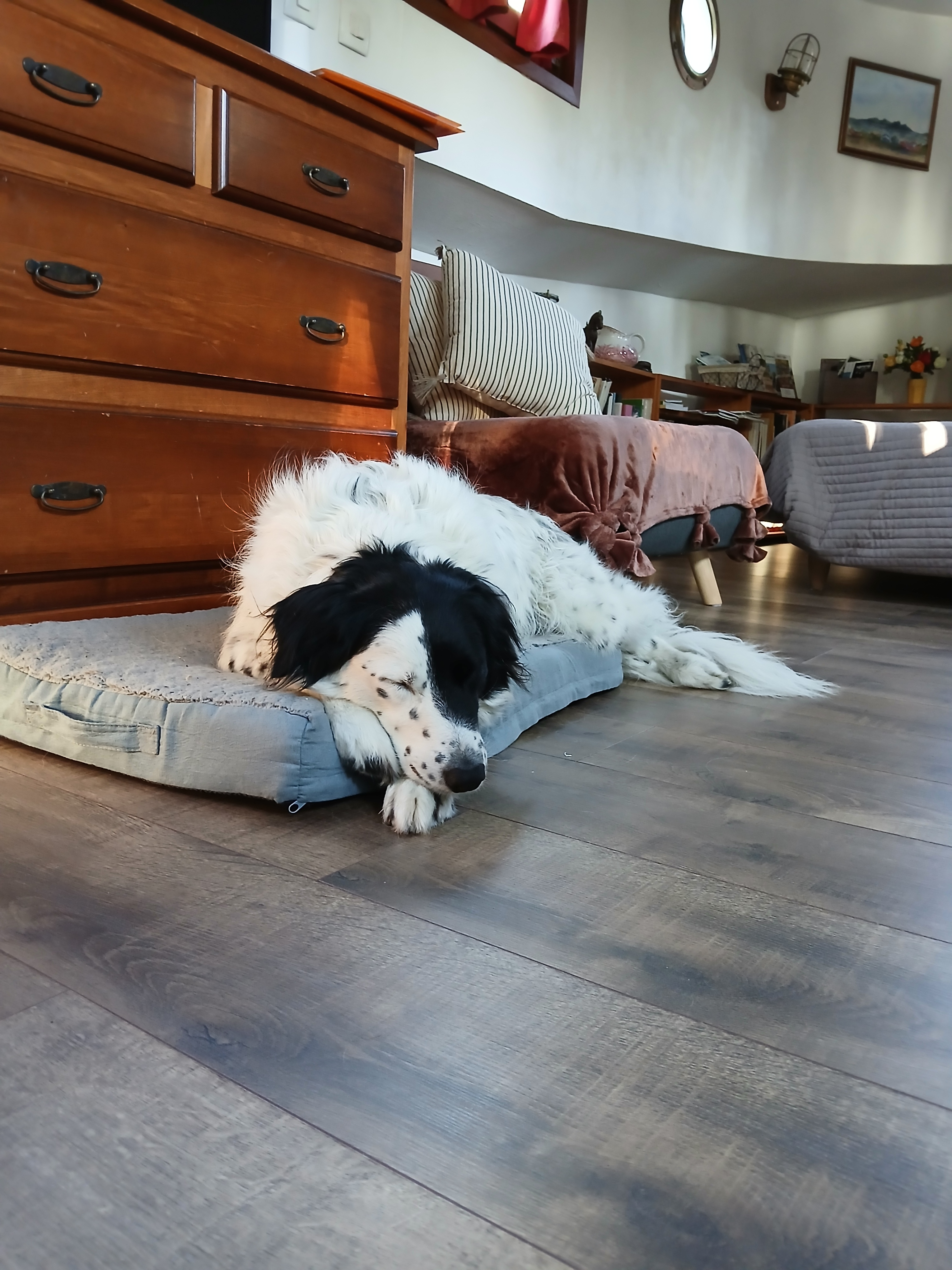 Chien-noir-et-blanc-dort